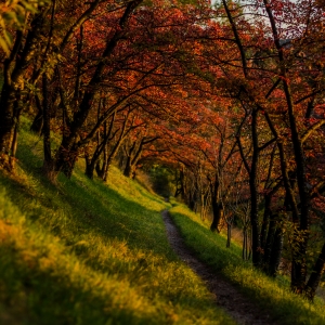 Pădurea din poveste