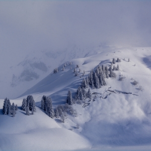 Păduricea înghețată