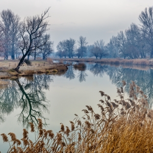 Reflexiile padurii in apele Bistriței