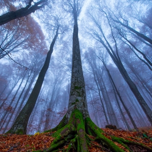 Forest guardian