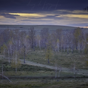 The Birch Field at Twilight.