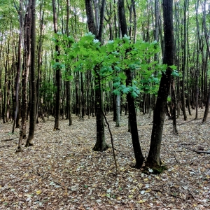 Bacau area forests