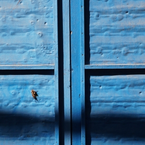 Albastru de carcalac