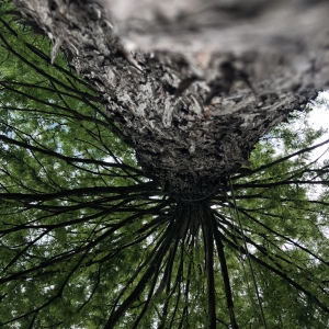 Stand tall like a tree