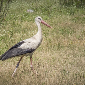 Barză în Lunca Dunării