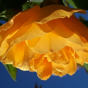 Cea mai frumoasa culoare este galben