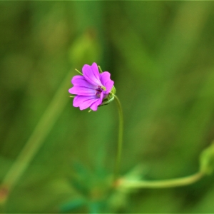 Ceva mic intr-o natura mare