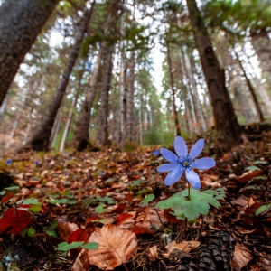 "Eu sunt mic, tu fă-mă mare!"