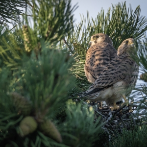 friendship always win