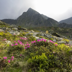 Minunata floră a Carpaților