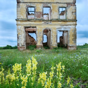 nature taking over 2