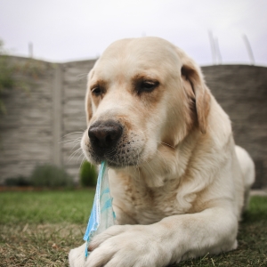 Nerăbdător să vadă zâmbete din nou