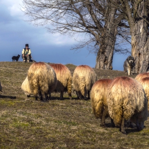 Un cioban batran surprins pe un deal la manastirea Tismana
