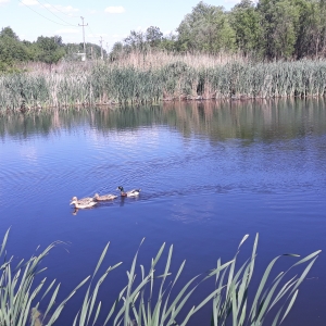 La o plimbare ca între rațe 