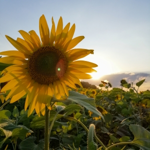 Albinuță plecată cu treabă 