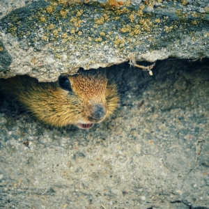 Micul rozator de la Histria