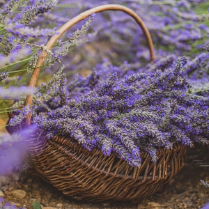 Provençale Lavander Basket