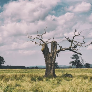 Tree skeleton