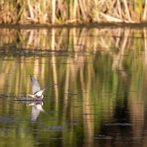 Natura urbana(Chirighita cu oraz alb), Delta Vacaresti