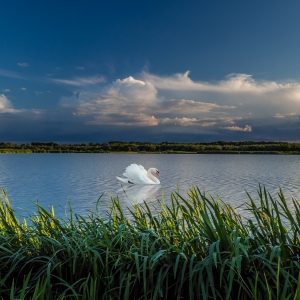 Lebăda din basme...