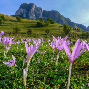 Daca nu ai fost niciodata cutremurat pana in strafundul sufletului de o floare rasarita in toamna, probabil ca sufletul tau nu a cunoscut vreodata inflorirea