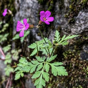 Primavara- totul prinde viata:)