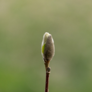 În curând, o magnolie