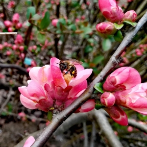 Nectar de primăvară