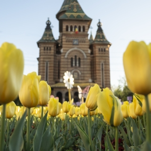 Spring in my city 