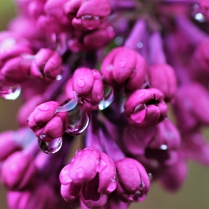 Syringa vulgaris